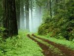 forest small
